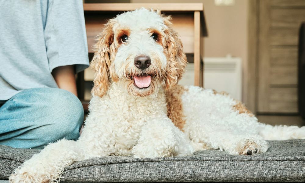 Guarding the Gate_How to Prevent the Family Dog From Biting Your Guests