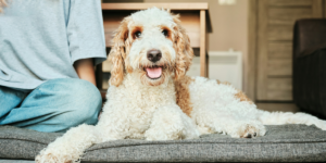 Guarding the Gate_How to Prevent the Family Dog From Biting Your Guests