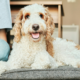 Guarding the Gate_How to Prevent the Family Dog From Biting Your Guests