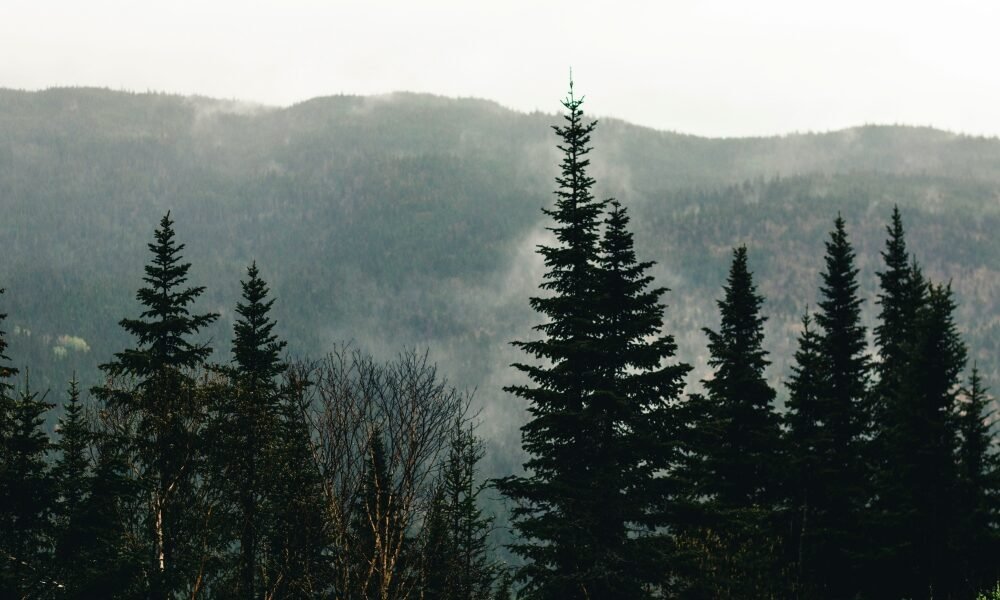 Montana Real Estate Mastery: Why Mark Twite Is the Man for the Job