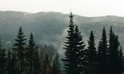 Montana Real Estate Mastery: Why Mark Twite Is the Man for the Job