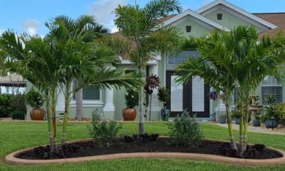 Kustomized Kurbing Enhances Southwest Florida Landscapes with Expert Palm Tree Installation