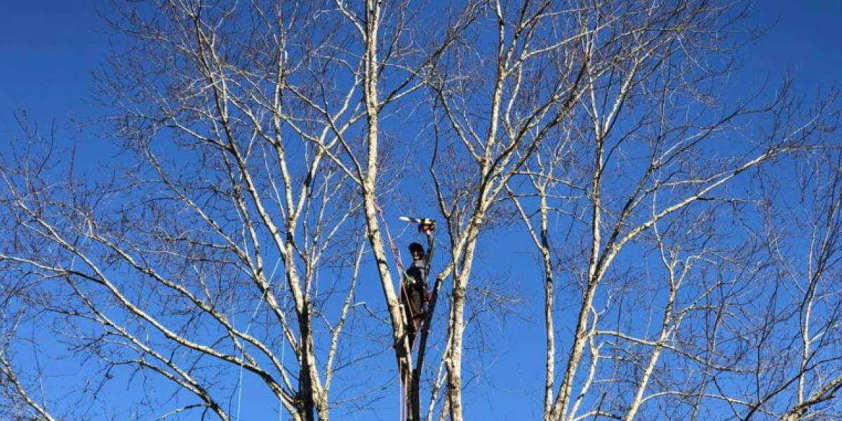 Expert Tree Care and Pruning Services in Daly City, CA by Imperial Tree Removal Service